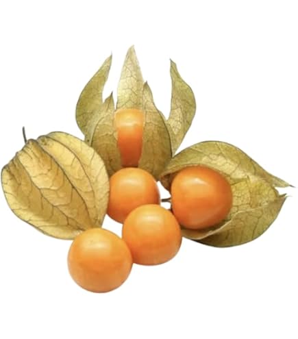 Physalva mango 0.5 Kg حرنكش منجاوي
