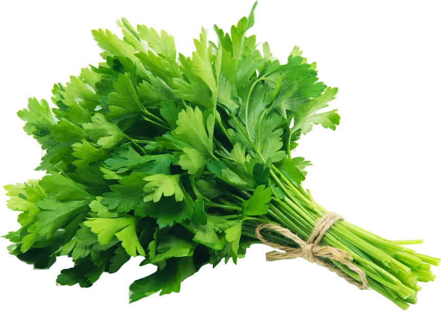 coriander 1 Piece كسبرة