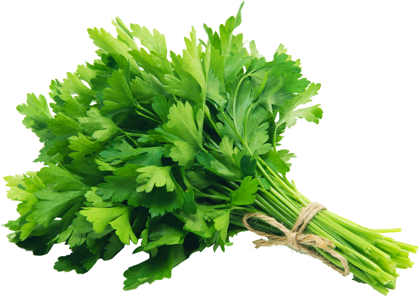 coriander 1 Piece